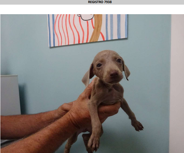 ¡Necesito un hogar! N.º 7938