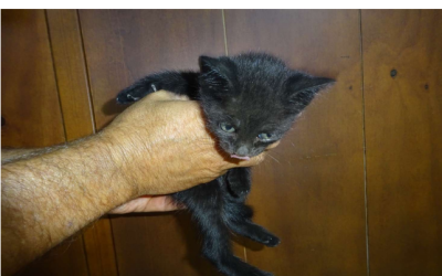 ¡Necesito un hogar! N.º 7924