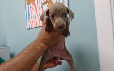 ¡Necesito un hogar! N.º 7940