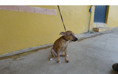 ¡Necesito un hogar! N.º 7945