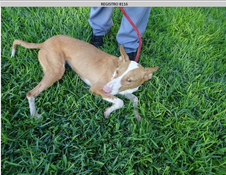 ¡Necesito un hogar! N.º 8116