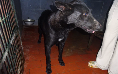 ¡Necesito un hogar! N.º 8127