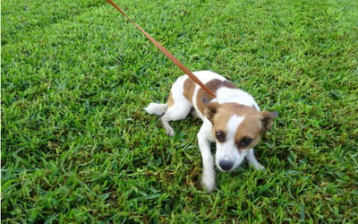 ¡Necesito un hogar! N.º 8184