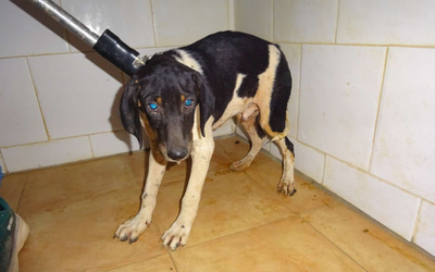 ¡Necesito un hogar! N.º 8190